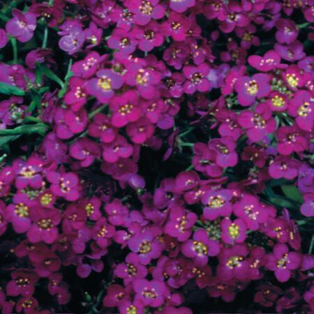 Wonderland Deep Purple, Alyssum - 5,000 Seeds image number null